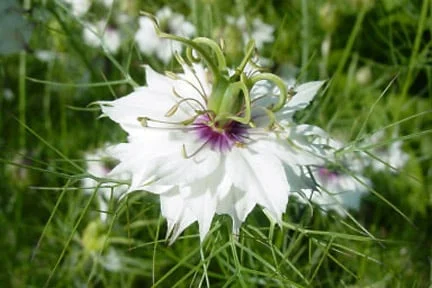Seed: sowing hardy annuals in spring