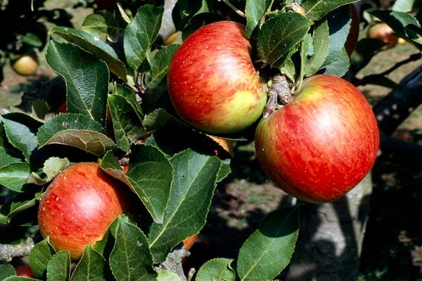 'Lord Lambourne' AGM