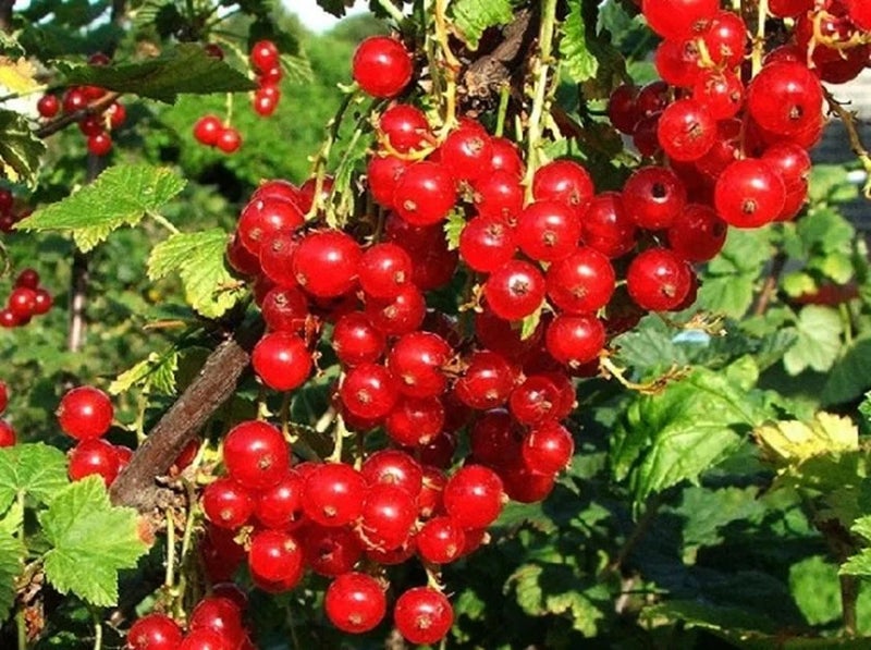 Redcurrant ‘Rovada’