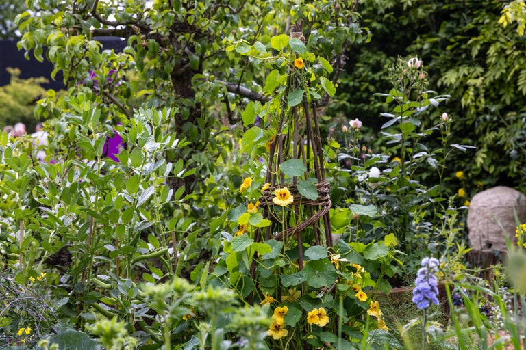 10 top wildlife plants at RHS Chelsea 2026