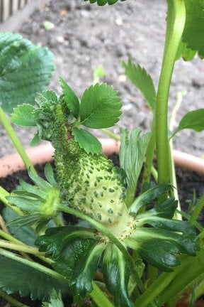 Fasciation in Plants: What It Means | RHS Advice