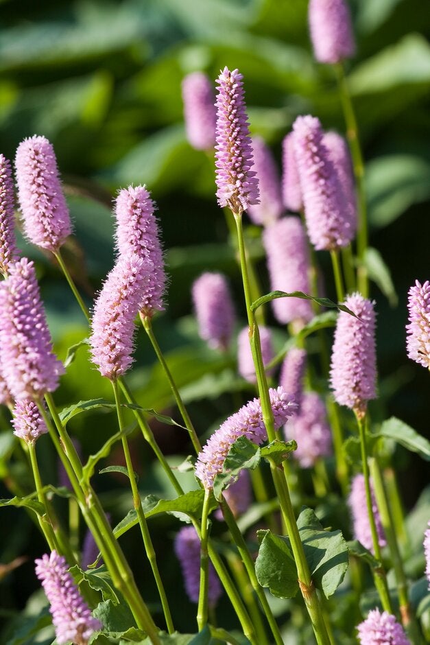 Buy bistort from RHSplants.co.uk
