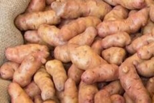 'Pink Fir Apple' AGM