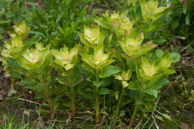 Weedkiller damage