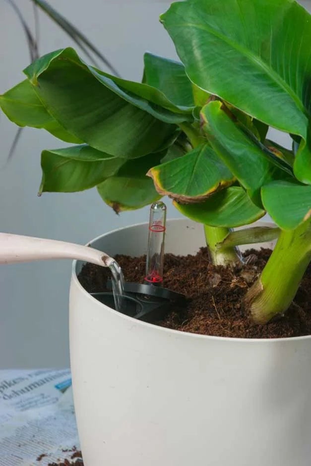 2.Watering