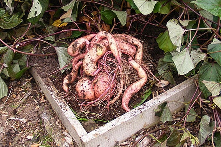 Buy sweet potatoes at RHSplants.co.uk