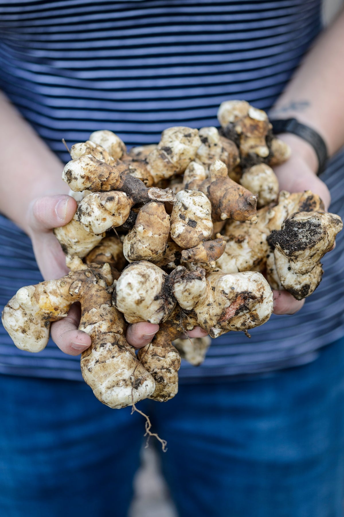Jerusalem artichokes being harvested at RHS Hyde Hall