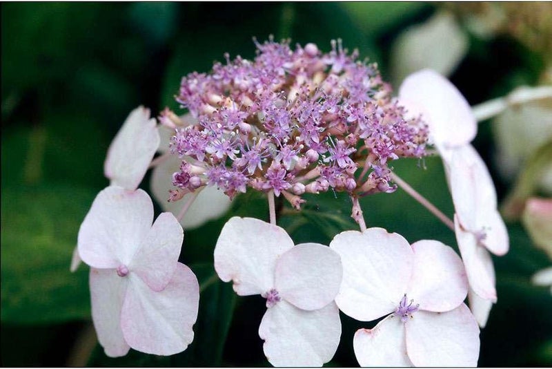 Flowers from the East