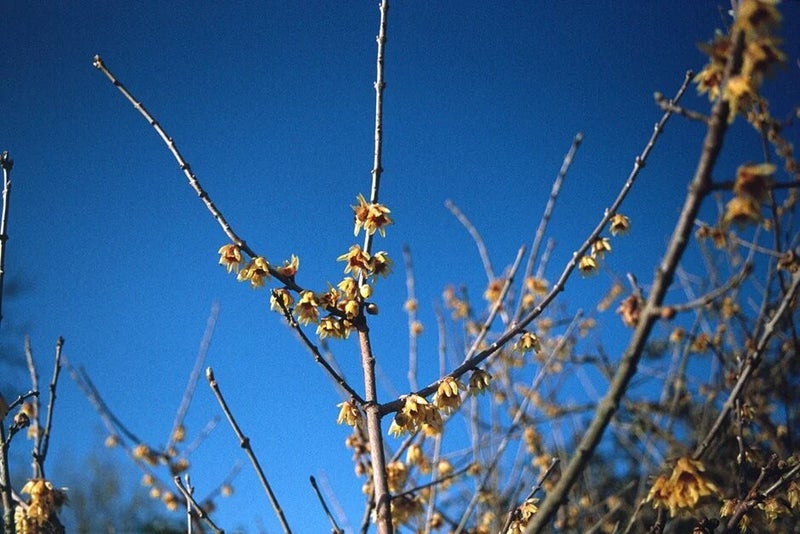 Wintersweet fragrance