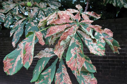 Horse chestnut leaf miner (<i>Cameraria ohridella</i>). Credit: RHS/Entomology.