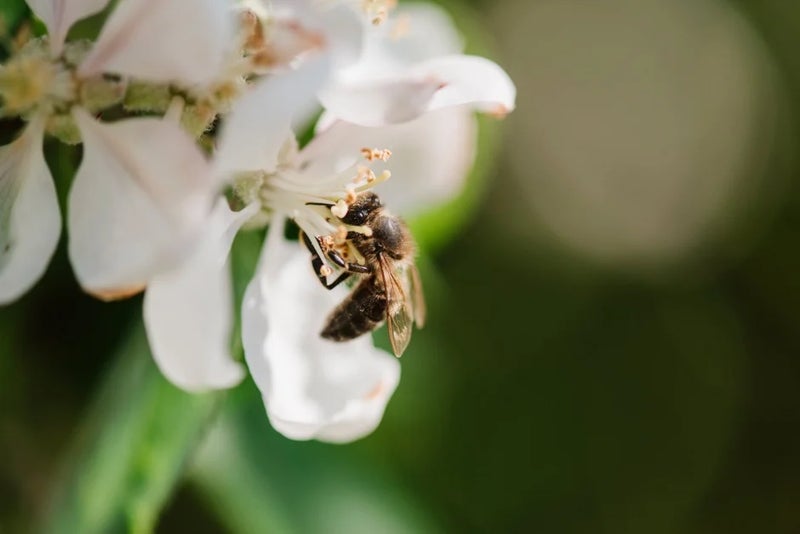 If bees go, we go