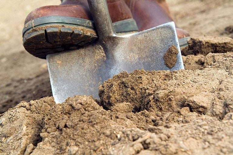 Search RHS gardening advice