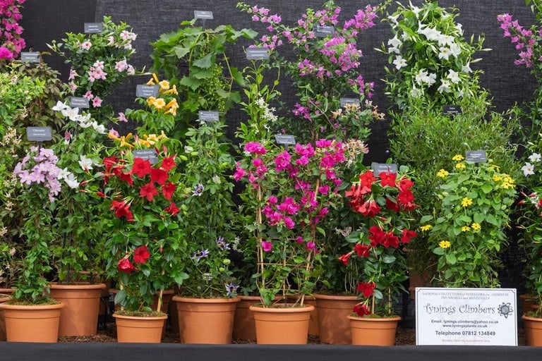 See all the Exhibitors at RHS Flower Show Wentworth Woodhouse