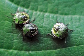 Green Shield Bugs: Identification & Management | RHS Advice