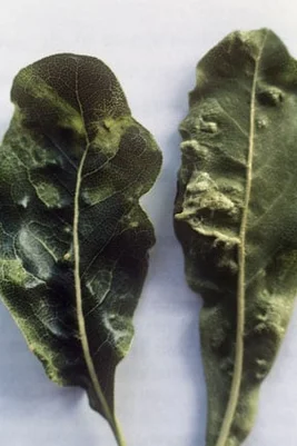 Pittosporum sucker (<EM>Trioza vitreoradiata</EM>) on <EM>Pittosporum</EM>