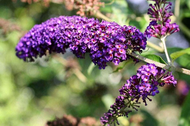RHS beginner's guide to pruning shrubs
