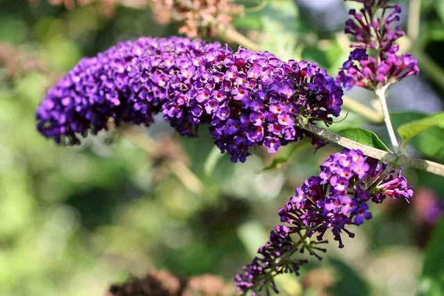 RHS beginner's guide to pruning shrubs