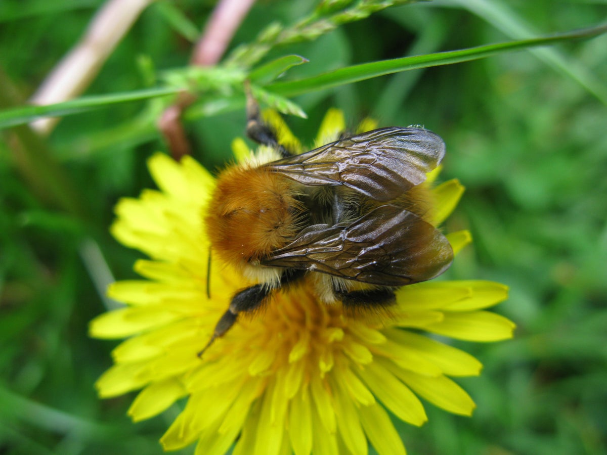 Common carder bumblebee (Bombus pascuorum) on dandelion flower (Taraxacum officinale)