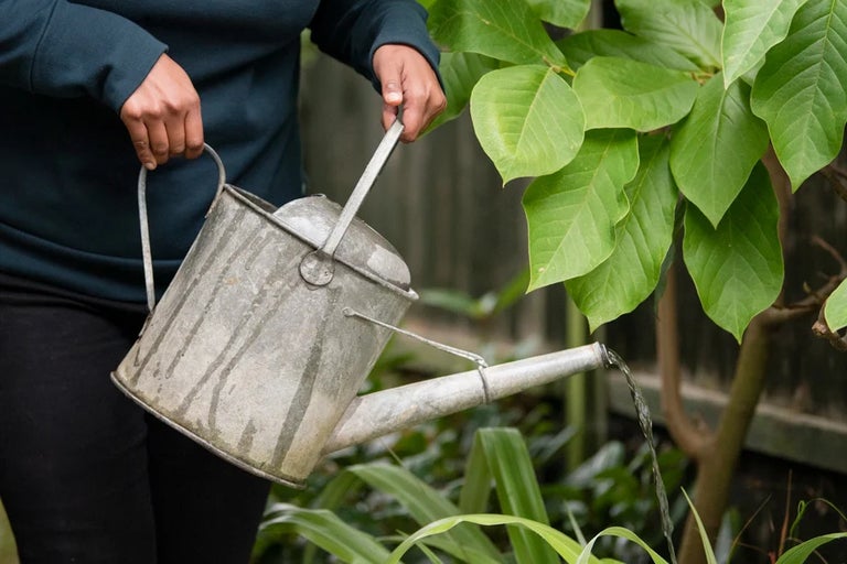 Managing water in your garden