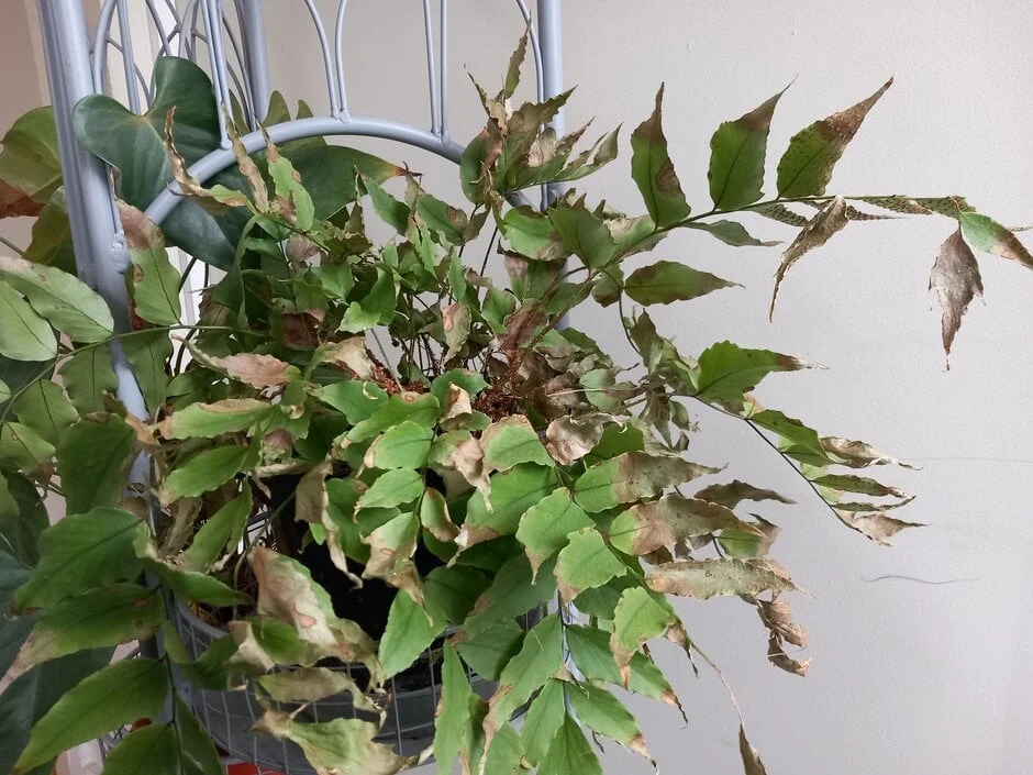 Misting regularly helps prevent problems with low air humidity, such as crispy leaf tips