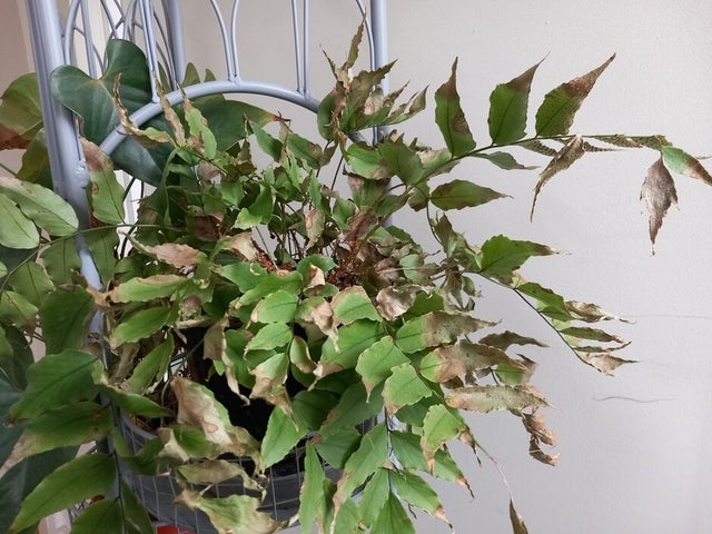 Misting regularly helps prevent problems with low air humidity, such as crispy leaf tips