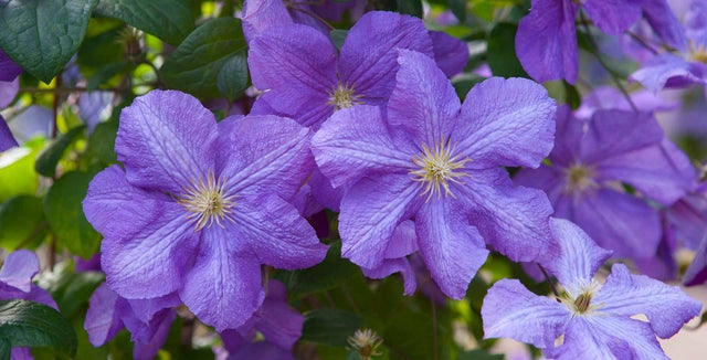 Summer and autumn-flowering clematis