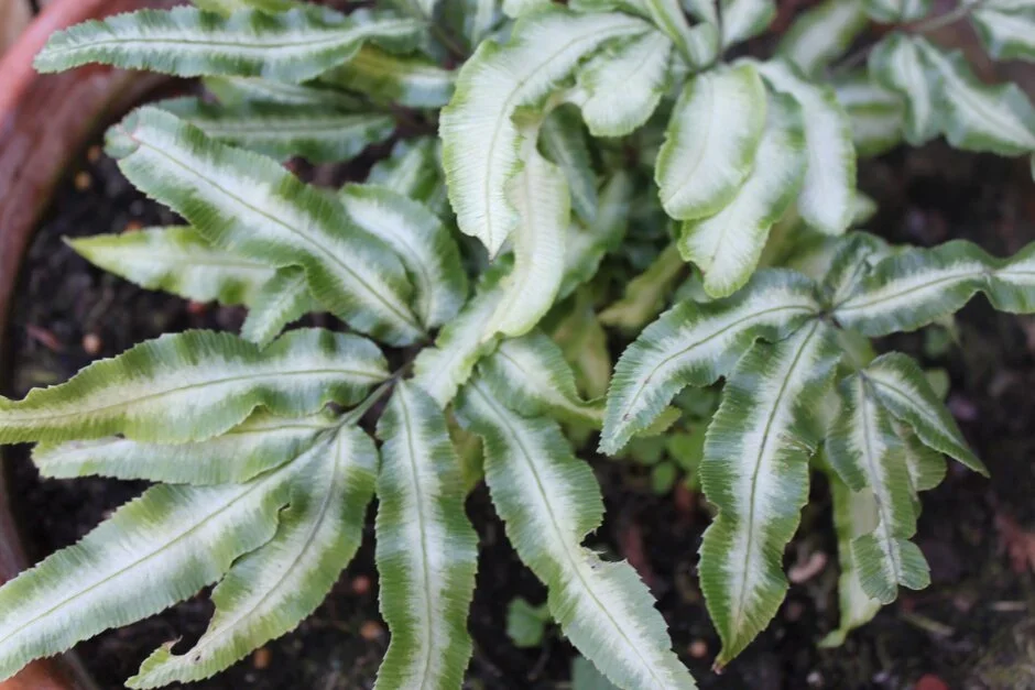 3. Cretan brake fern (Pteris cretica/nipponica)