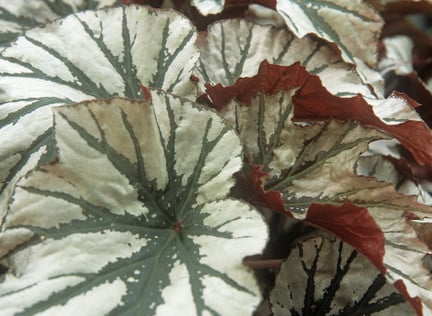 Begonia rex