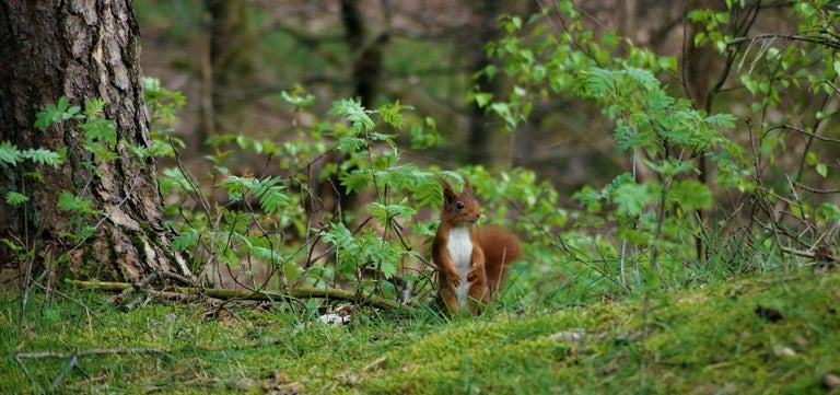 What is biodiversity, and why is it so important?