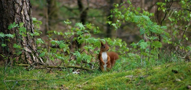 What is biodiversity, and why is it so important?