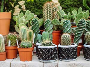 Cacti and succulents