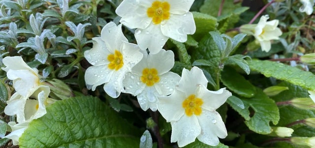 Discover our March Wildlife Wonder plant