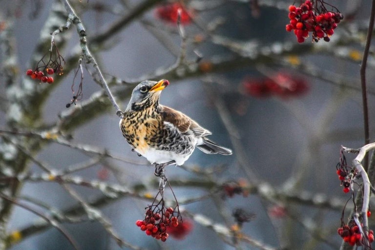 Everything you need to know about gardening for birds