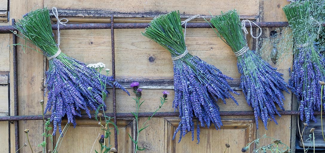 Why growing lavender is good for wellbeing