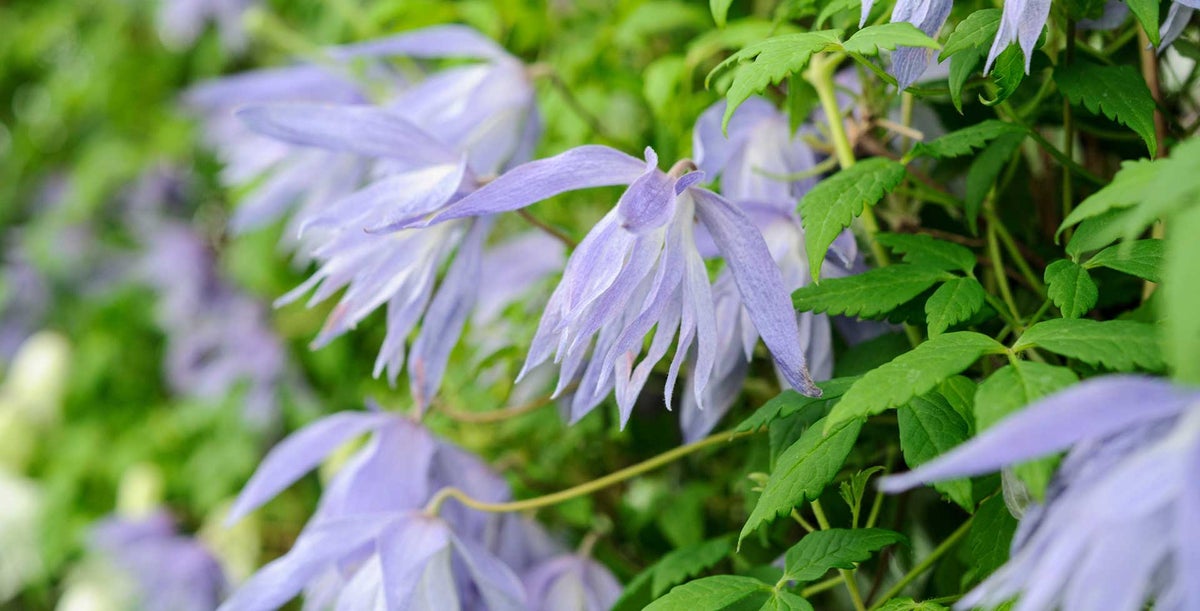 Clemas Spring Winter & spring flowering clematis / RHS Plant Guide