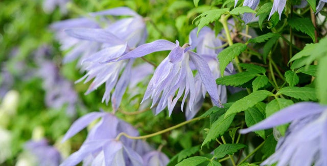 Introducing early clematis