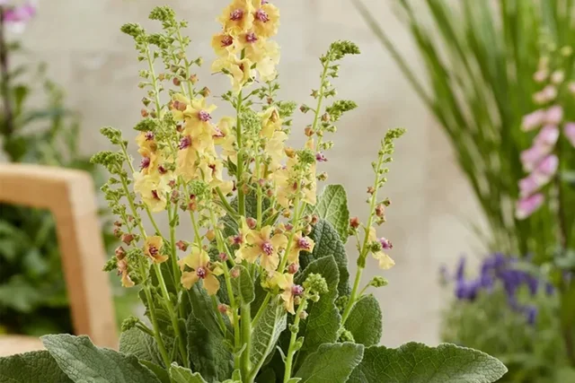 Browse verbascums at RHS Plants