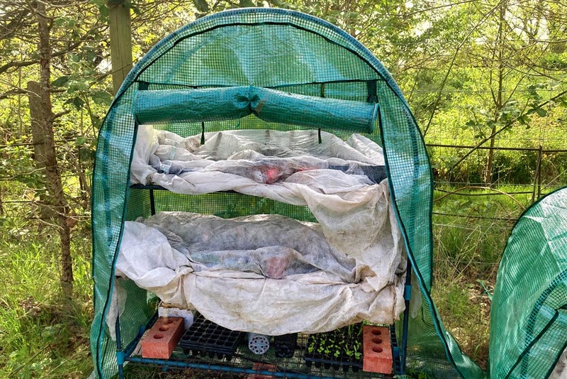 A green tent with a couple of beds