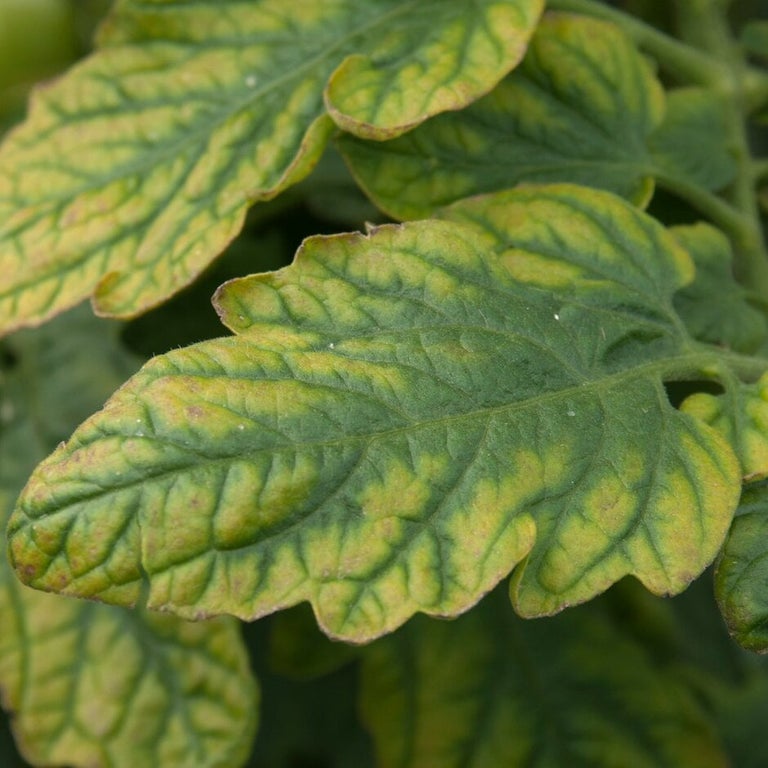 Nutrient deficiencies