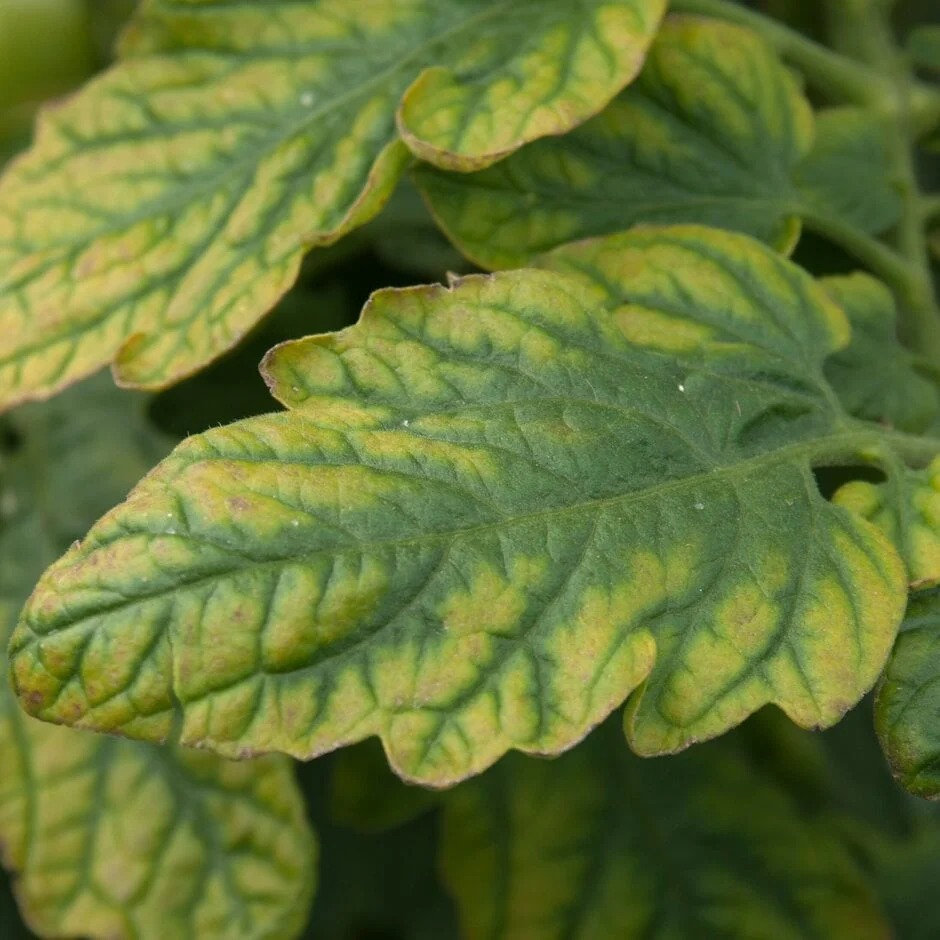 Tomato Ringspot Virus Raspberry Strawberry viruses: Symptoms & Control | RHS Advice