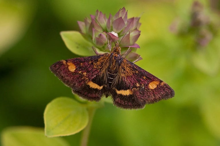Wild About Gardens