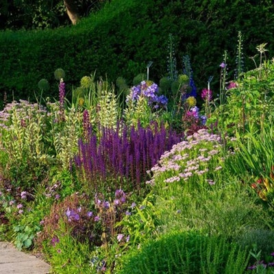 Many plants thrive in a chalky soil