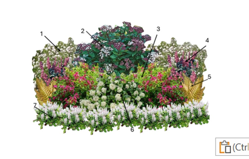 Shade with Spring Interest | RHS Advice