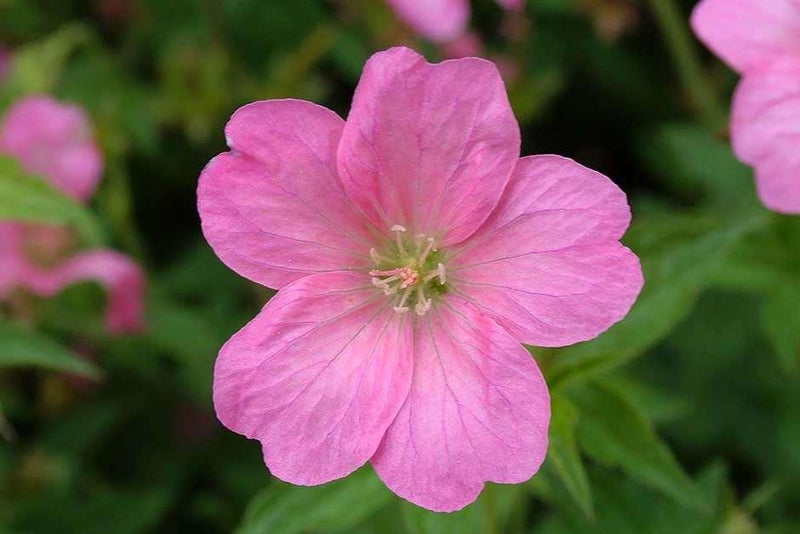 Shiny petals