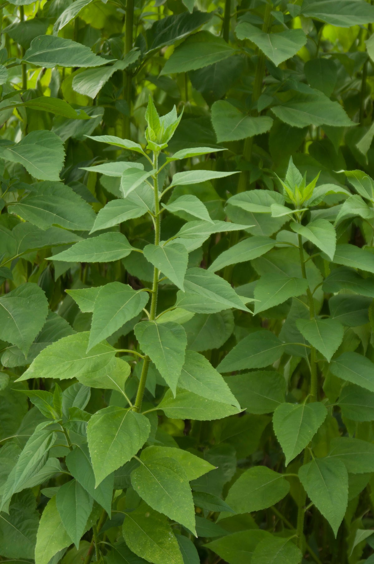 Foliage of Jerusalem artichoke, Helianthus tuberosus