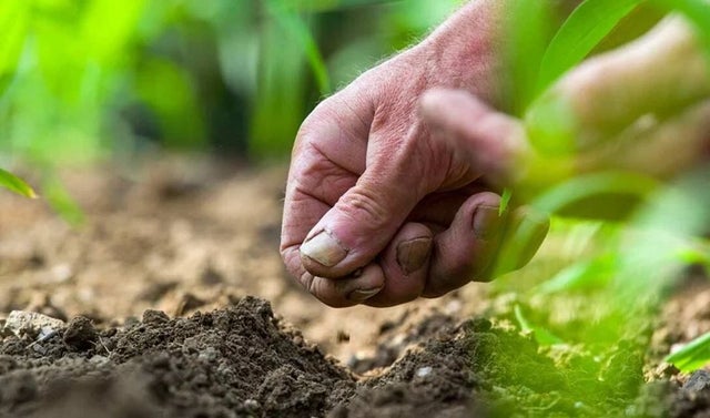 Beginners guide to gardening