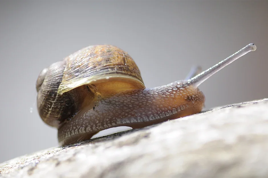 Snail