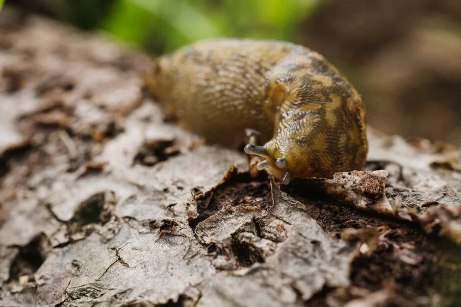 Green cellar slug