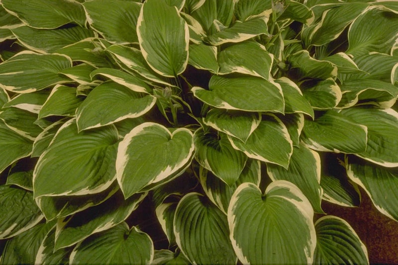 All you need is... heart-shaped leaves