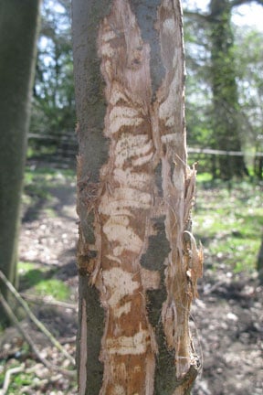 Ring-barking: Causes and Solutions | RHS Advice